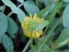 Hop Clover (Trifolium aureum)