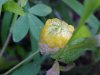 Hop Clover (Trifolium aureum)