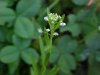 Penny Cress (Thlaspi arvense)