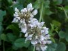 White Clover; Dutch Clover (Trifolium repens)