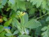 Hop Clover (Trifolium aureum)