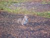 Jumping squirrel of LDEO