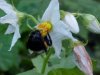 Bee and Horse Nettle (Solanum carolinense)