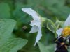 Horse Nettle (Solanum carolinense)