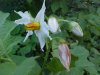 Horse Nettle (Solanum carolinense)