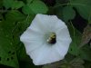 Bee and Field Bindweed (Convolvulus arvensis)