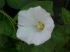 Field Bindweed (Convolvulus arvensis)