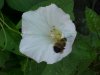 Bee and Field Bindweed (Convolvulus arvensis)