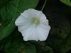 Field Bindweed (Convolvulus arvensis)