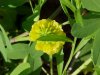 Hop Clover (Trifolium aureum)