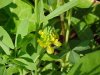 Hop Clover (Trifolium aureum)