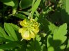 Hop Clover (Trifolium aureum)