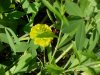 Hop Clover (Trifolium aureum)