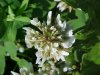 White Clover; Dutch Clover (Trifolium repens)