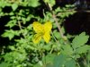 Greater Celandine; Wartweed (Chelidonium majus)