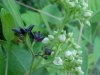 Black swallow-wort (Cynanchum nigrum; Cynanchum rossicum) and Indian Hemp (Apocynum cannabinum) (A Dogbane - True Hemp is Cannabis; another family)