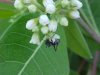 Ant and Indian Hemp (Apocynum cannabinum) (A Dogbane - True Hemp is Cannabis; another family)