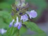 Heal-all; Self-heal (Prunella vulgaris)