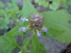 Heal-all; Self-heal (Prunella vulgaris)