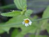 Galinsoga; Quickweed (Galinsoga ciliata)