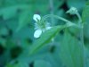 White Avens (Gillenia canadense)