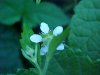 White Avens (Gillenia canadense)