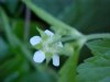 White Avens (Gillenia canadense)