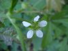 White Avens (Gillenia canadense)