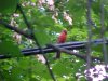 Cardinal Bird