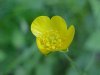 Common Buttercup (Ranunculus acris)