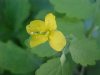 Greater Celandine; Wartweed (Chelidonium majus)