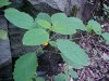 Pale Touch-me-not; Jewelweed (Impatiens pallida)