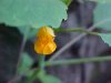 Pale Touch-me-not; Jewelweed (Impatiens pallida)