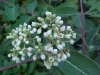 Indian Hemp (Apocynum cannabinum) (A Dogbane - True Hemp is Cannabis; another family)