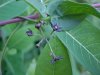 Black swallow-wort (Cynanchum nigrum; Cynanchum rossicum)