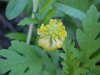 Hop Clover (Trifolium aureum)