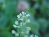 Penny Cress (Thlaspi arvense)