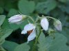 Horse Nettle (Solanum carolinense)