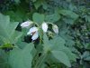 Horse Nettle (Solanum carolinense)