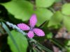 Deptford Pink; Grass Pink (Dianthus ameria)