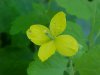 Greater Celandine; Wartweed (Chelidonium majus)