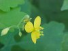 Greater Celandine; Wartweed (Chelidonium majus)