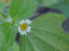 Galinsoga; Quickweed (Galinsoga ciliata)