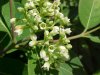 Indian Hemp (Apocynum cannabinum) (A Dogbane - True Hemp is Cannabis; another family)