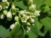 Indian Hemp (Apocynum cannabinum) (A Dogbane - True Hemp is Cannabis; another family)