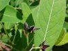 Black swallow-wort (Cynanchum nigrum; Cynanchum rossicum)