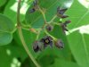 Black swallow-wort (Cynanchum nigrum; Cynanchum rossicum)