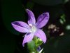 Venus's Looking Glass (Triodanis perfoliata)