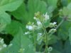 Enchanter's Nightshade (Circaea lutetiana)