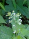 Enchanter's Nightshade (Circaea lutetiana)